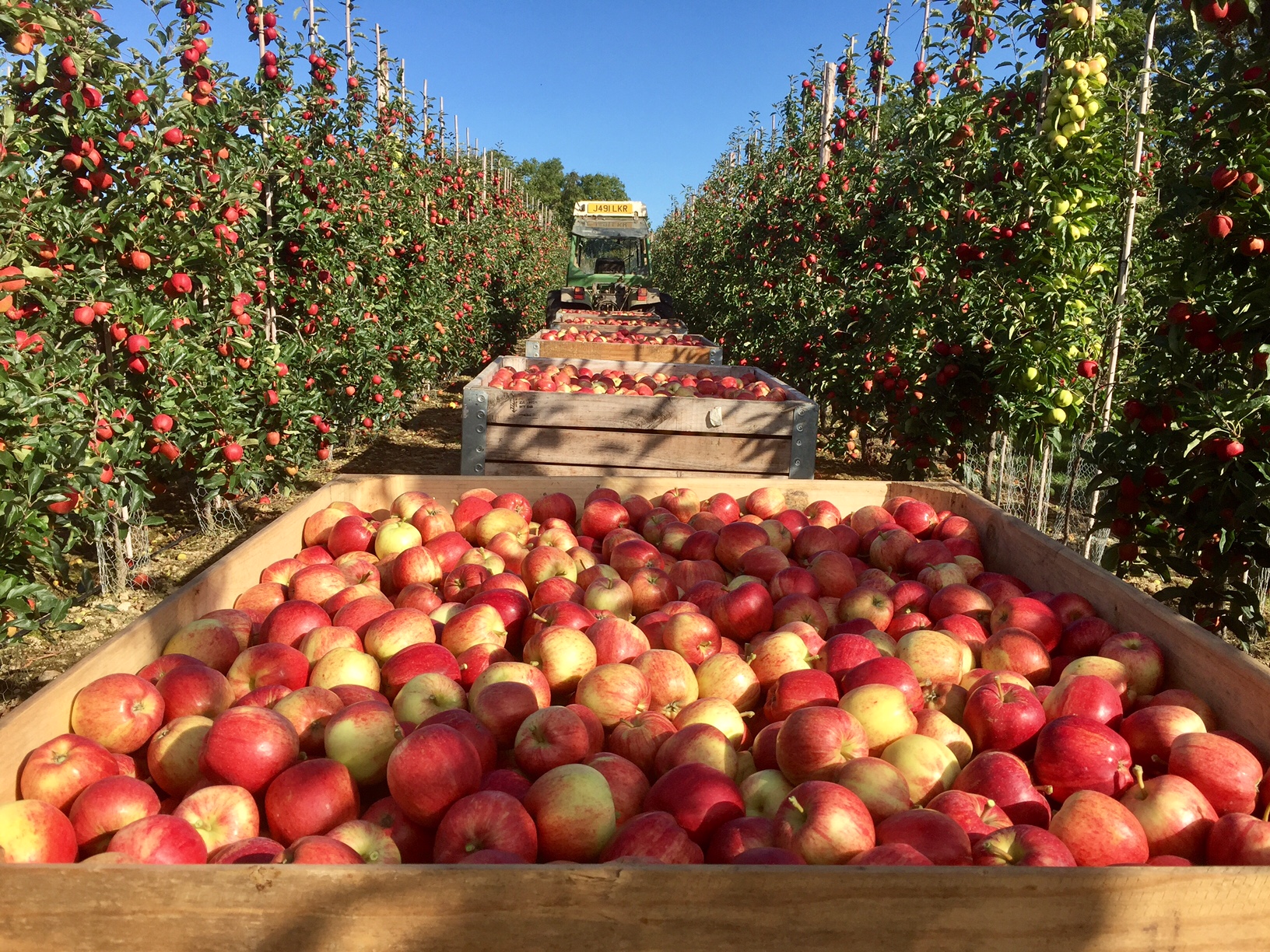 Winning Cameo apples. AC Goatham latest news and blogs